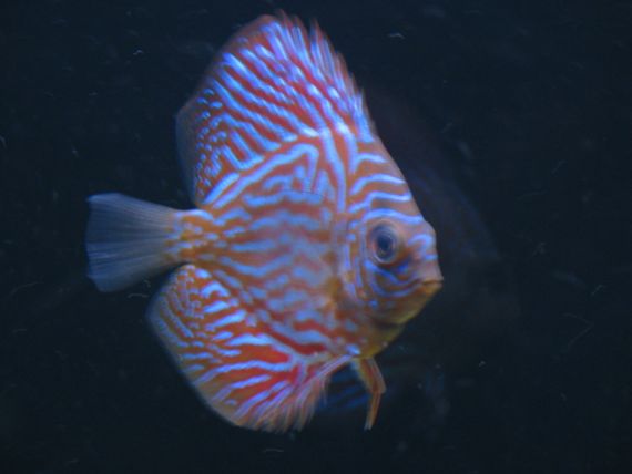 Fourteen Pictures of our Discus and Angelfish