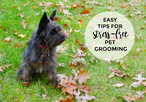 DIY Pet Grooming Tips!